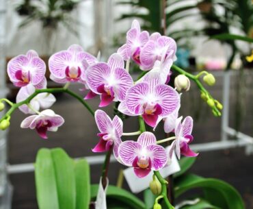Why Are Orchids Illegal To Trade