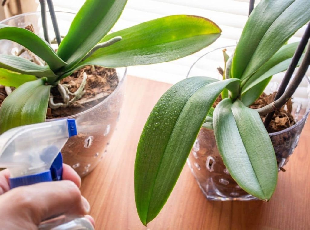 Are Orchid Leaves toxic