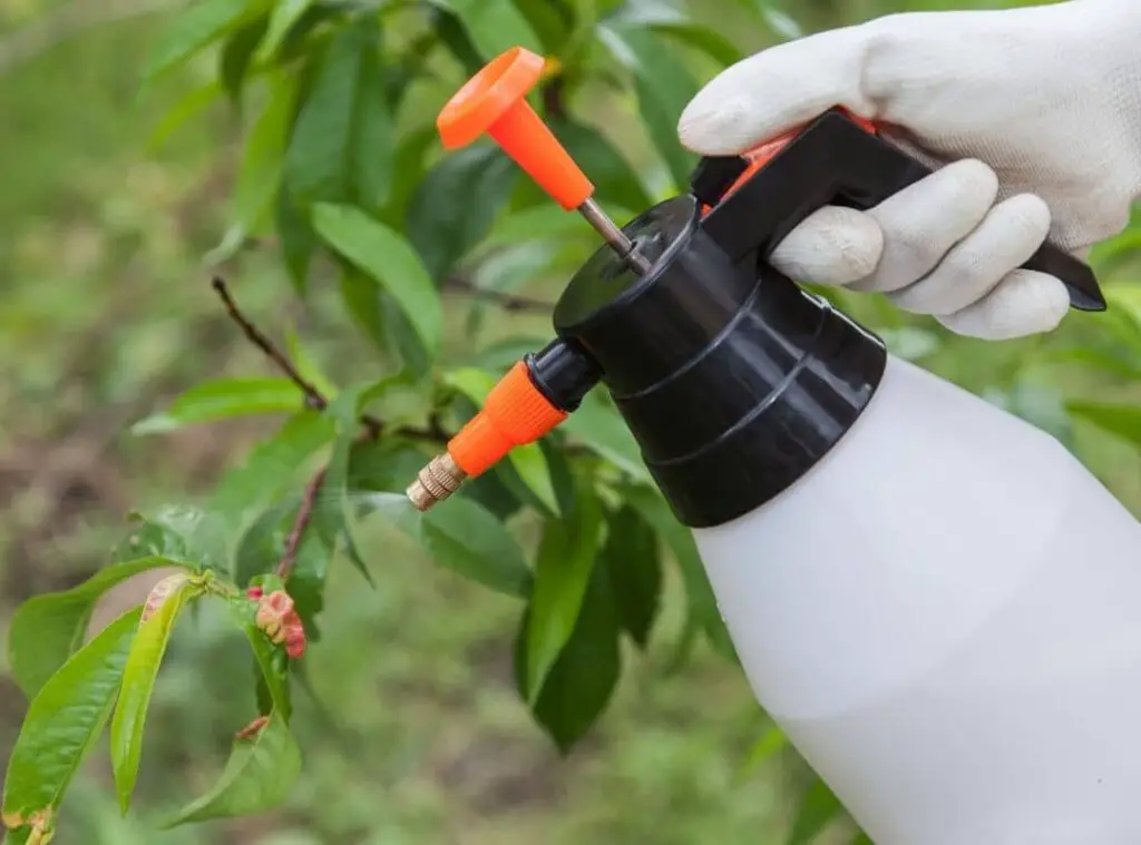 How To Use Fungicides On Plants