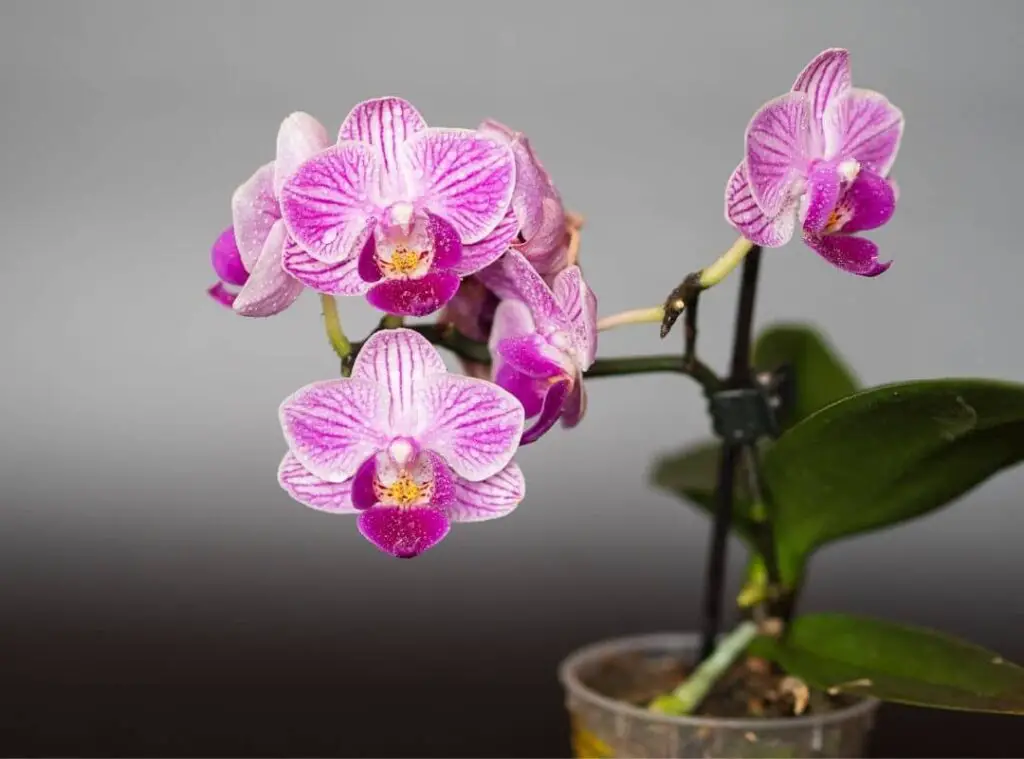 How To Treat Orchid Virus