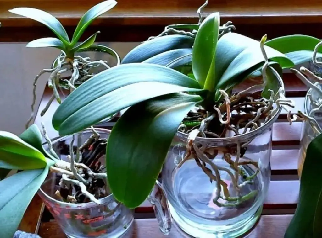 How Do You Fertilize Orchids In Water Culture
