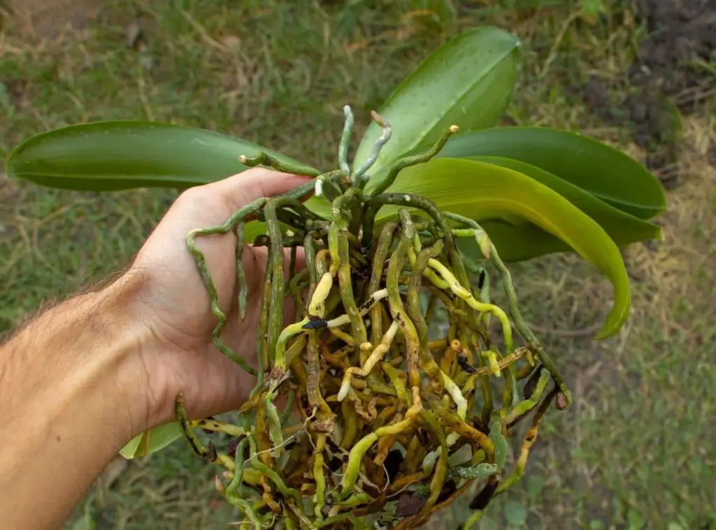 How To Treat Orchid Root Rot