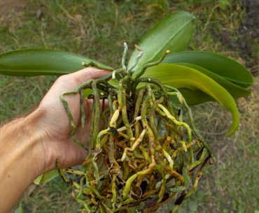 How To Treat Orchid Root Rot