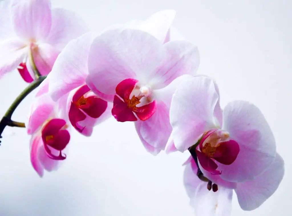 How Long Can Orchids Live Without Sunlight