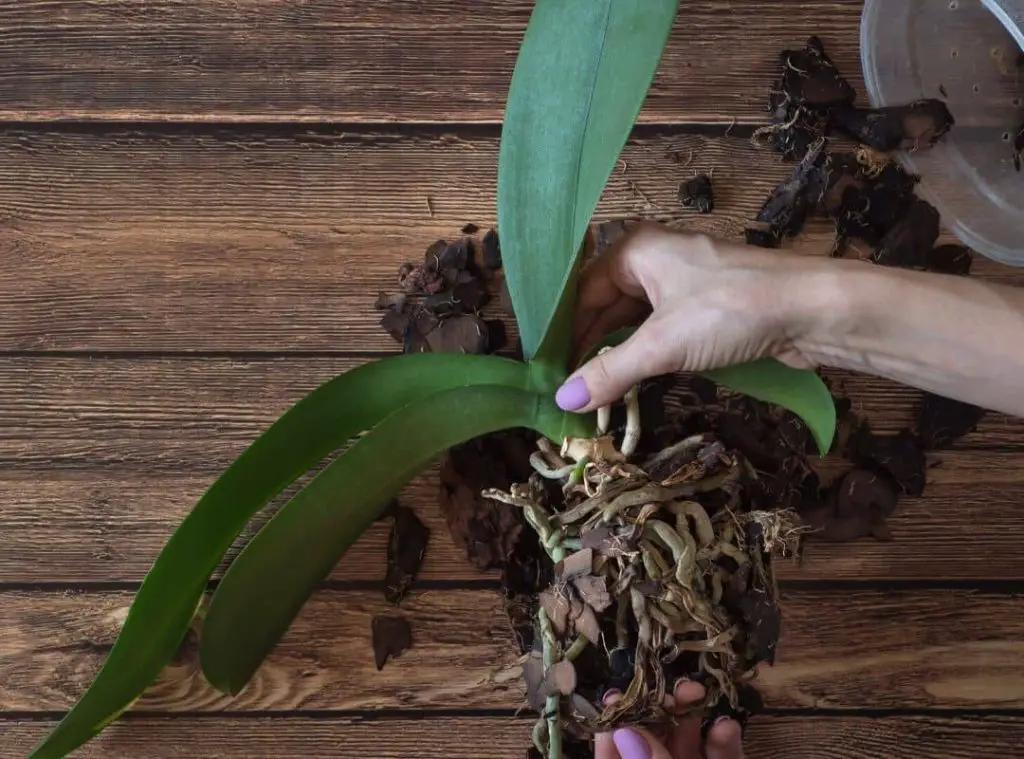 How To Treat Orchid Crown Rot