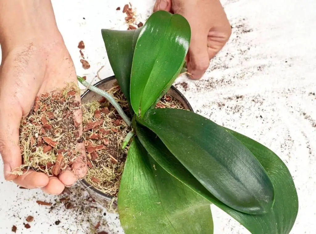 How To Treat Orchid Crown Rot