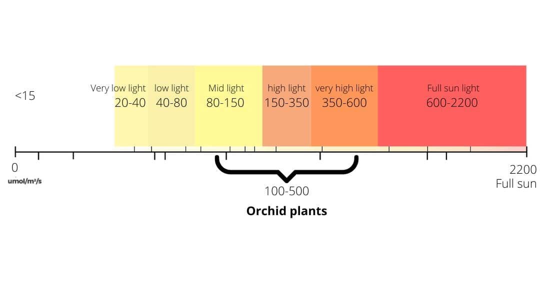Orchid light requirements chart 