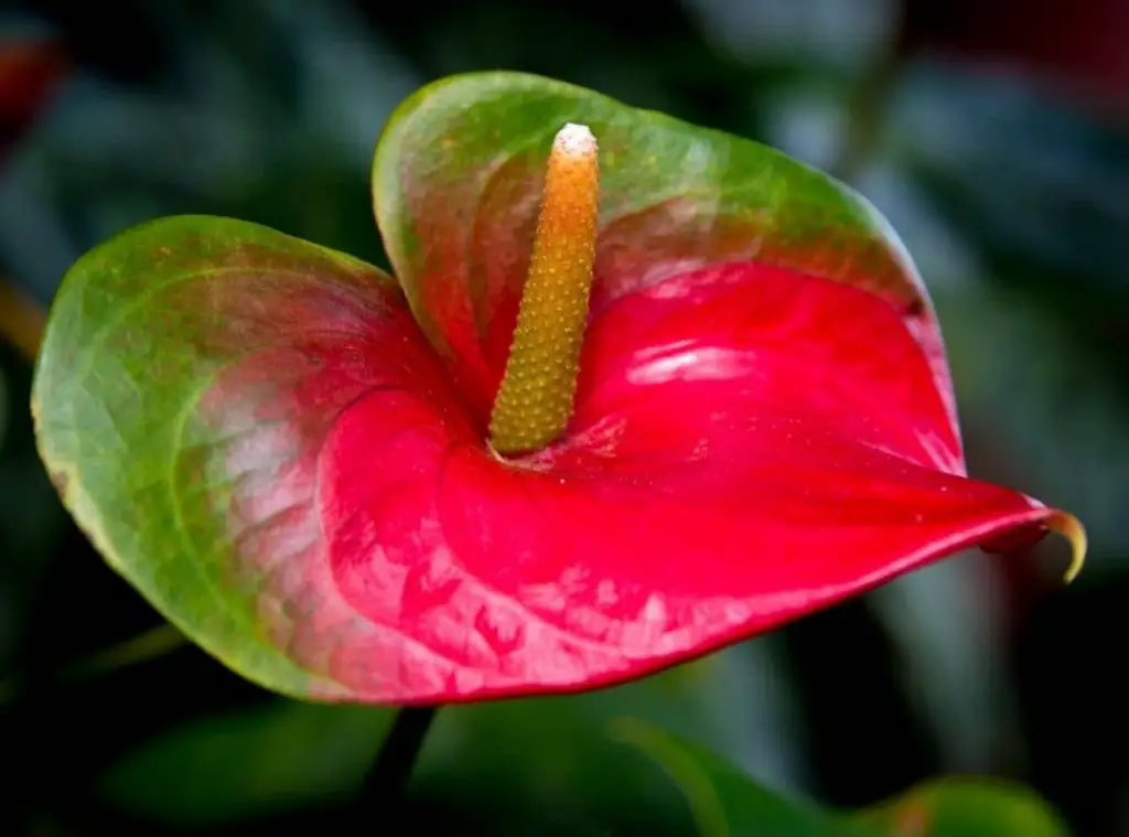 Why do anthurium flowers turn green 