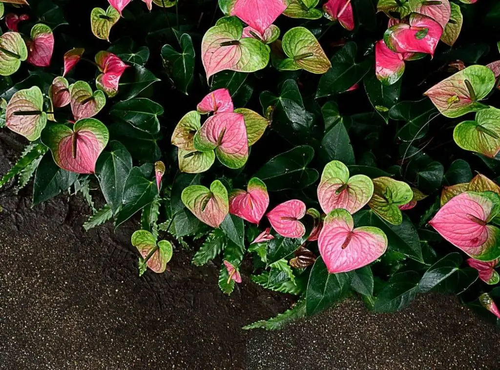Why do anthurium flowers turn green 