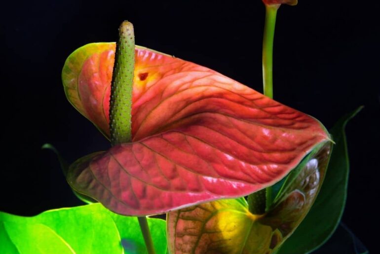 Why do anthurium flowers turn green