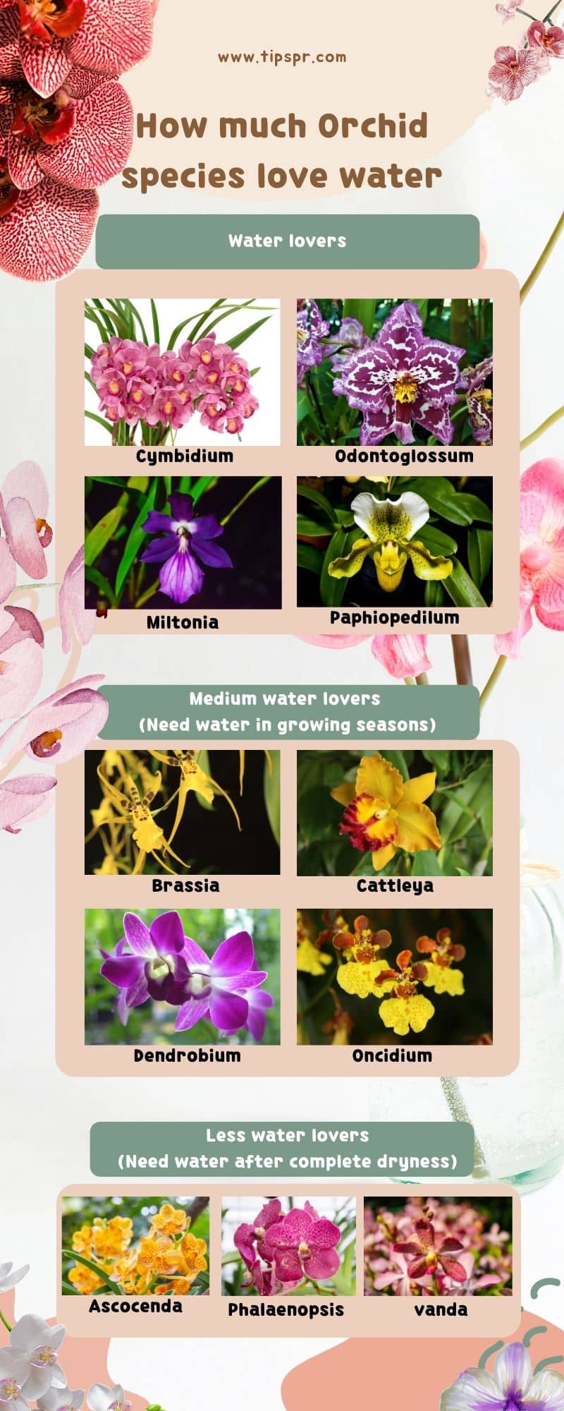 orchid watering infographic