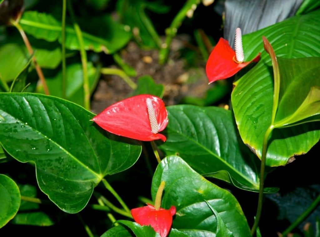 How to Plant Anthurium in Pots