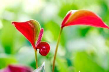Anthurium Plant Benefits