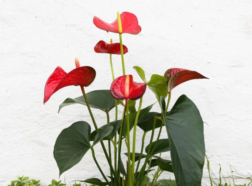 How to Plant Anthurium in Pots