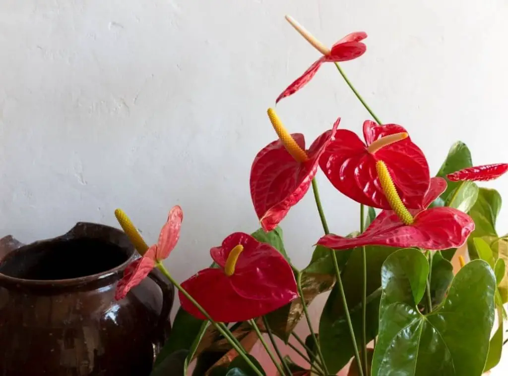 Is Anthurium Poisonous To Dogs 