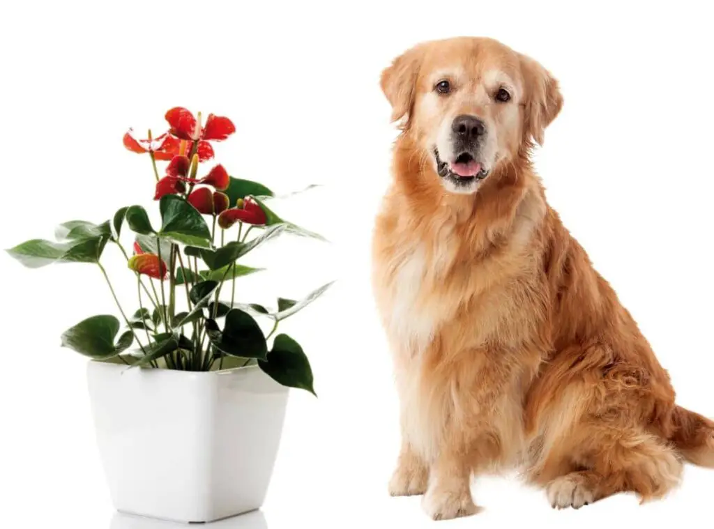 Is Anthurium Poisonous To Dogs