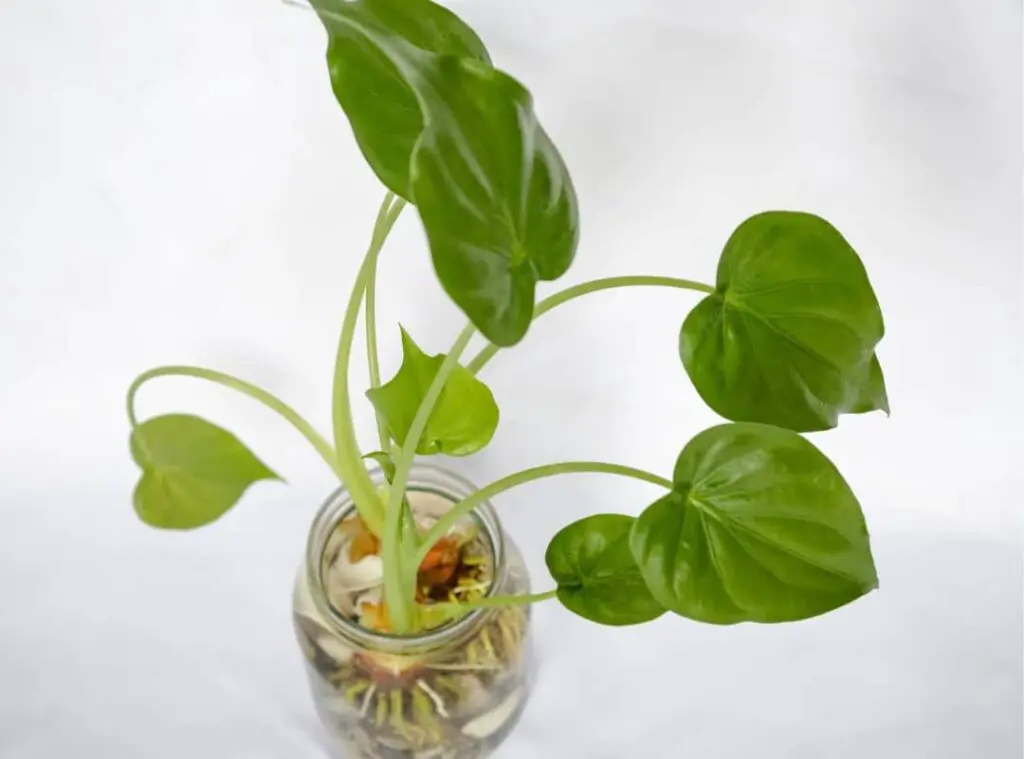 Propagating anthurium in water