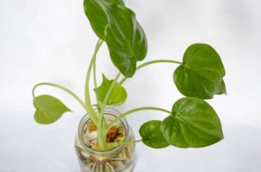 Propagating anthurium in water