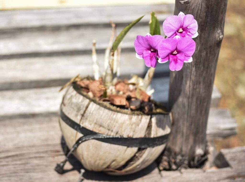 Should I repot my orchid after buying