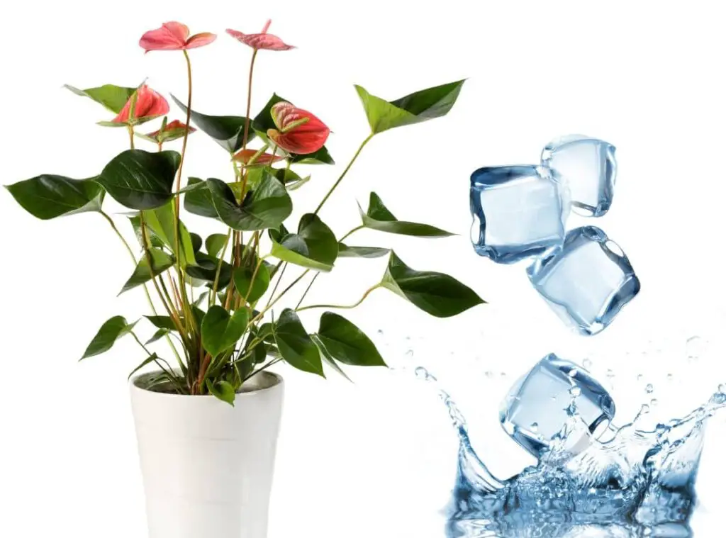 Watering Anthurium With Ice Cubes