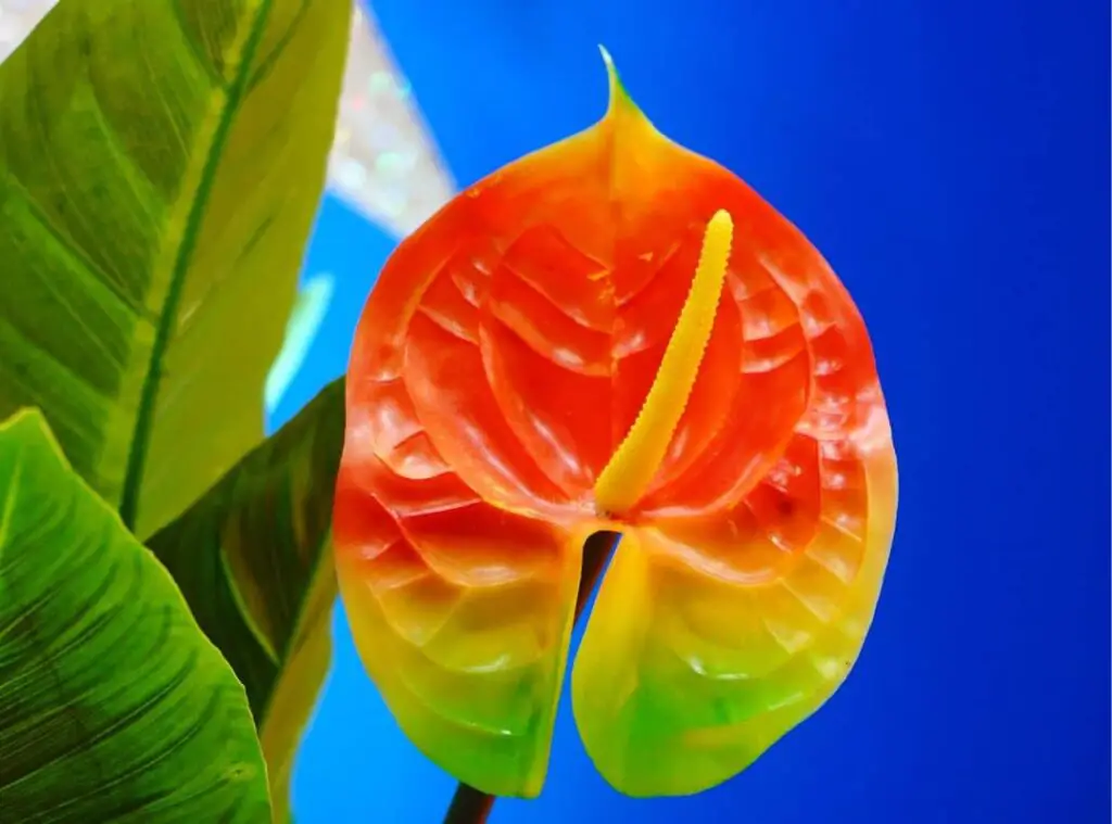 Why Do Anthurium Flowers Turn Yellow