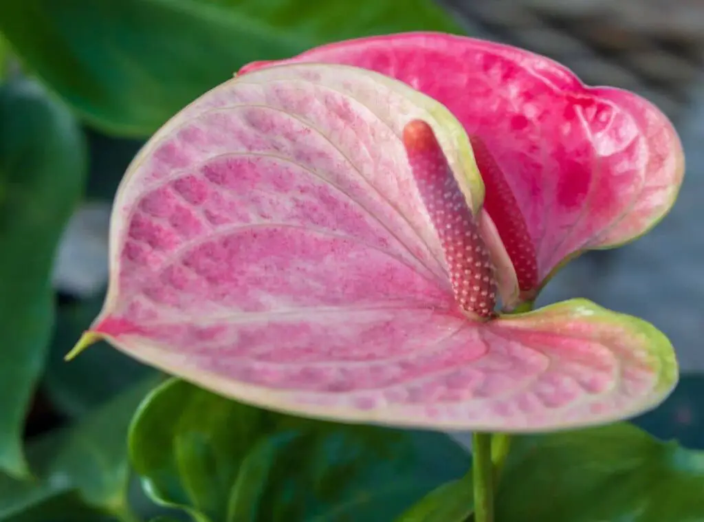 Why Do Anthurium Flowers Turn Yellow
