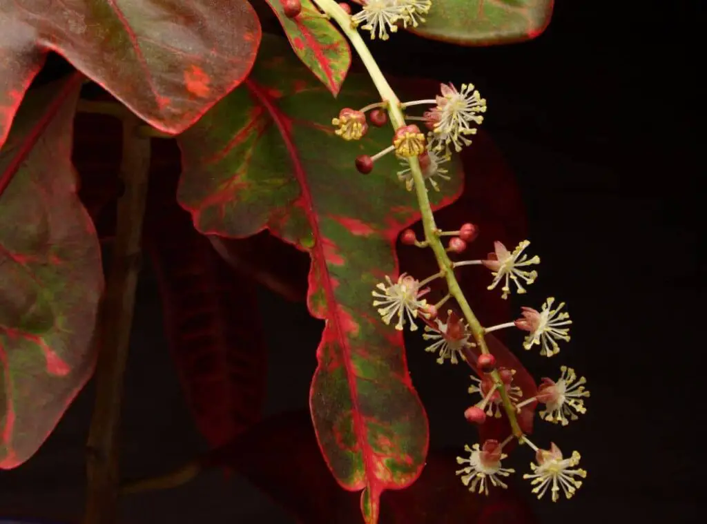 Croton Plant Flower