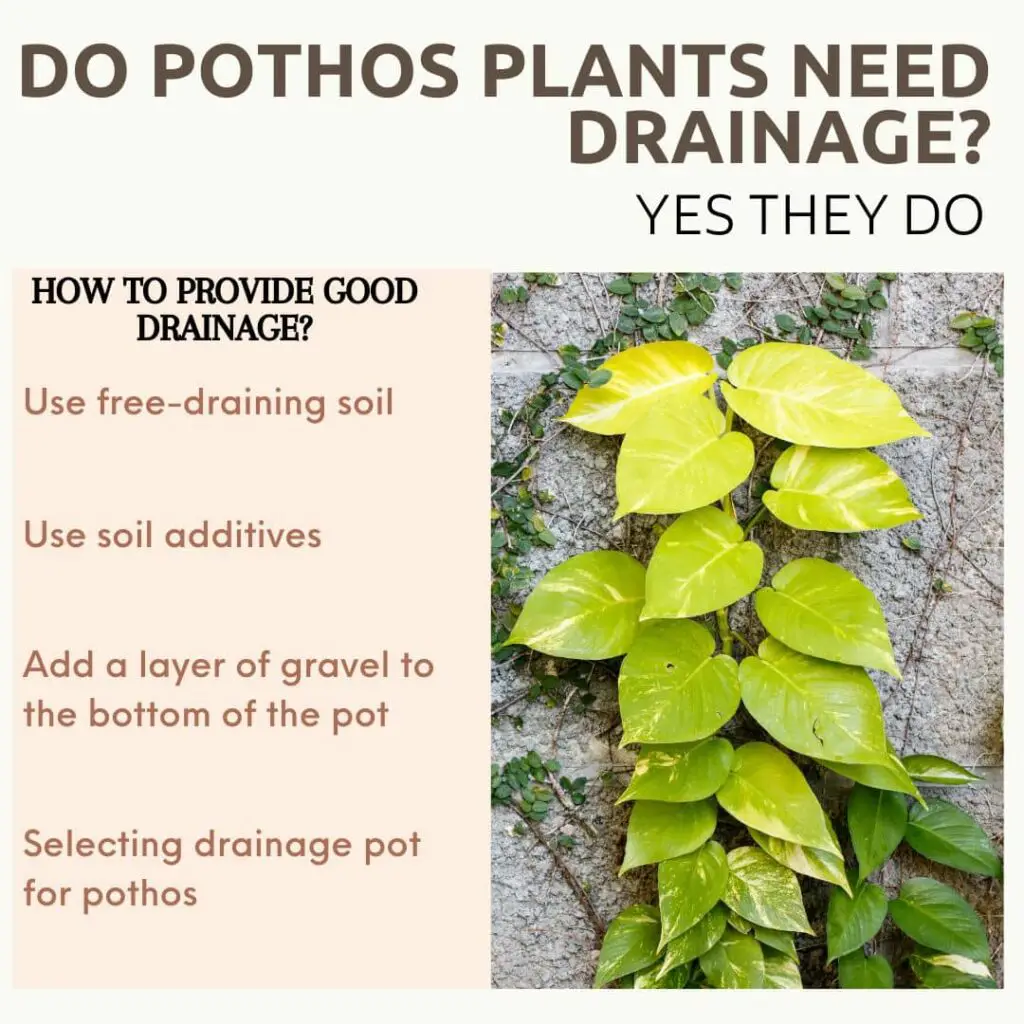 Do Pothos Plants Need Drainage iinforgraphic 