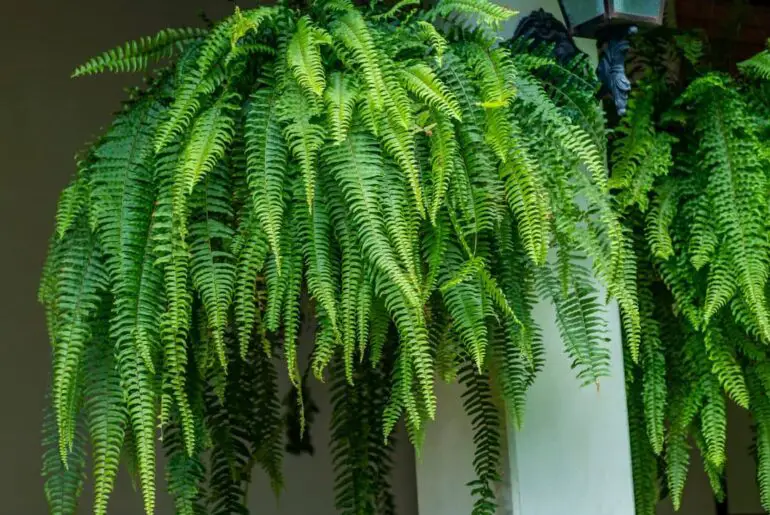 Can I Keep Ferns In The Bedroom