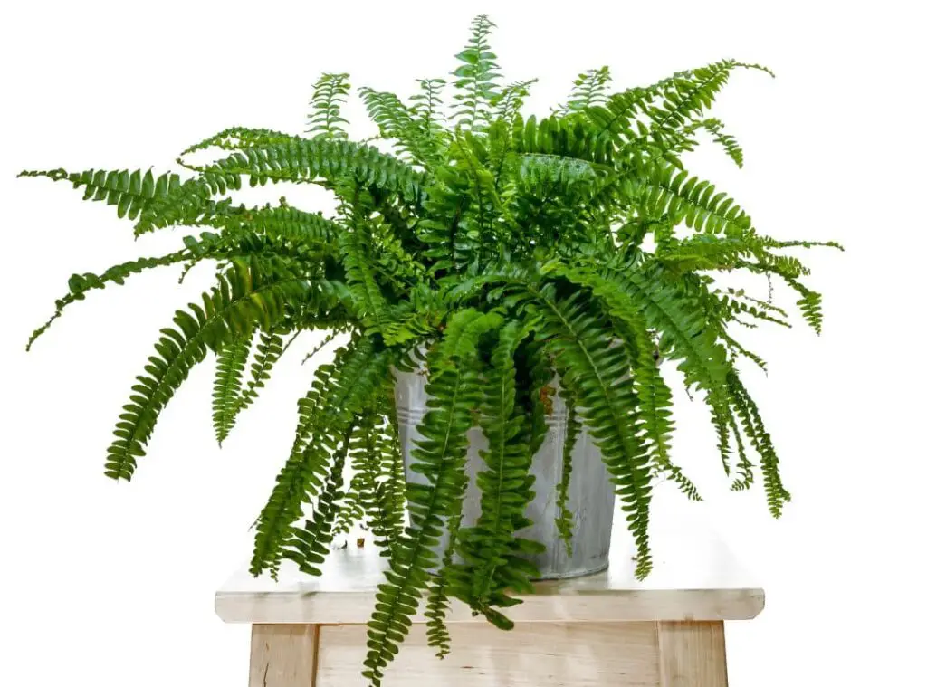 Can I Keep Ferns In The Bedroom