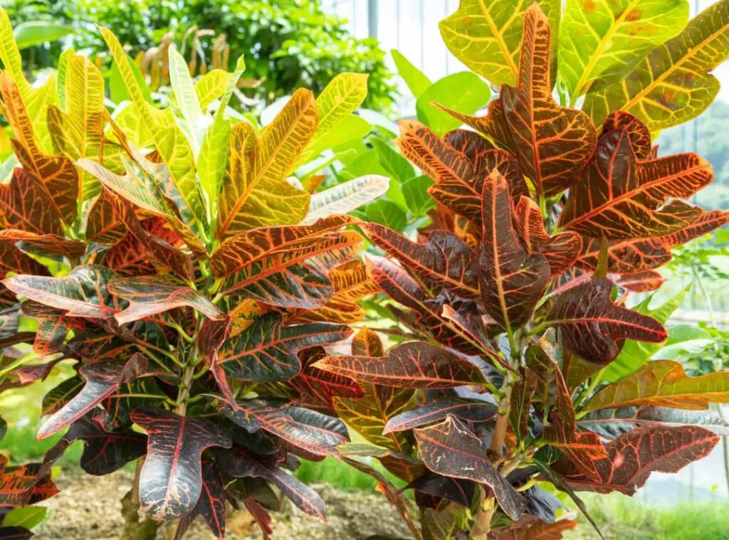 How To Grow Croton Plant From Leaf
