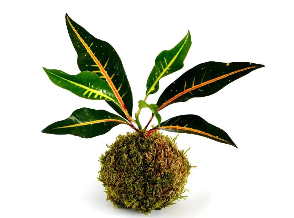 How To Grow Croton Plant From Leaf 
