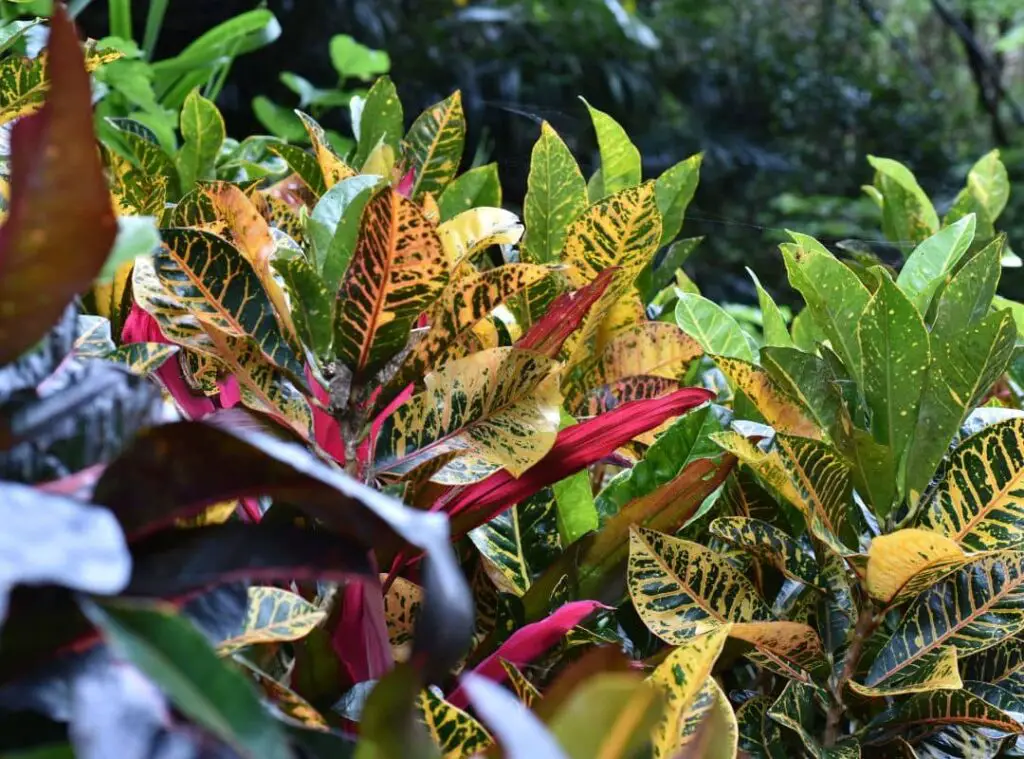 How To Grow Croton Plant From Leaf 