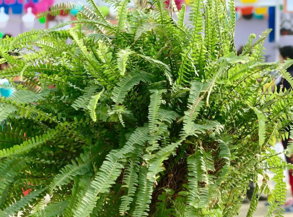 What To Feed Ferns In Pots
