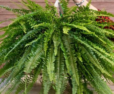 What To Feed Ferns In Pots