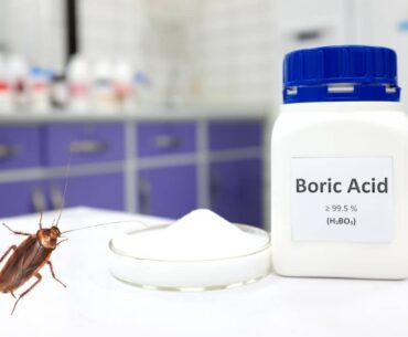 Can Boric Acid Kill Cockroaches