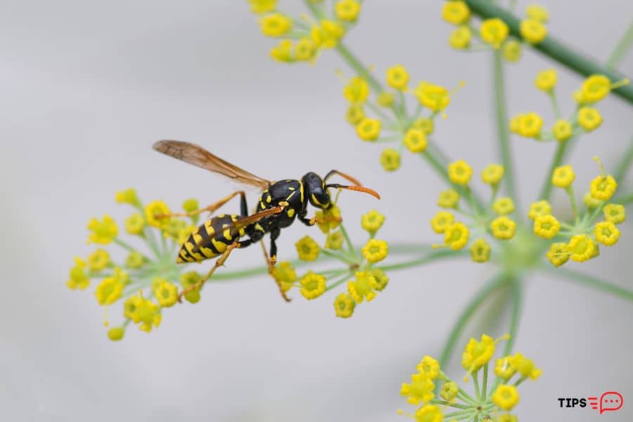 How To Repel Wasps