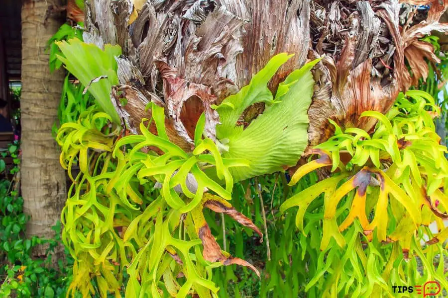 How To Save A Dying Staghorn Fern