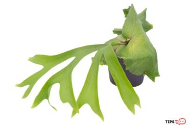 How To Save A Dying Staghorn Fern