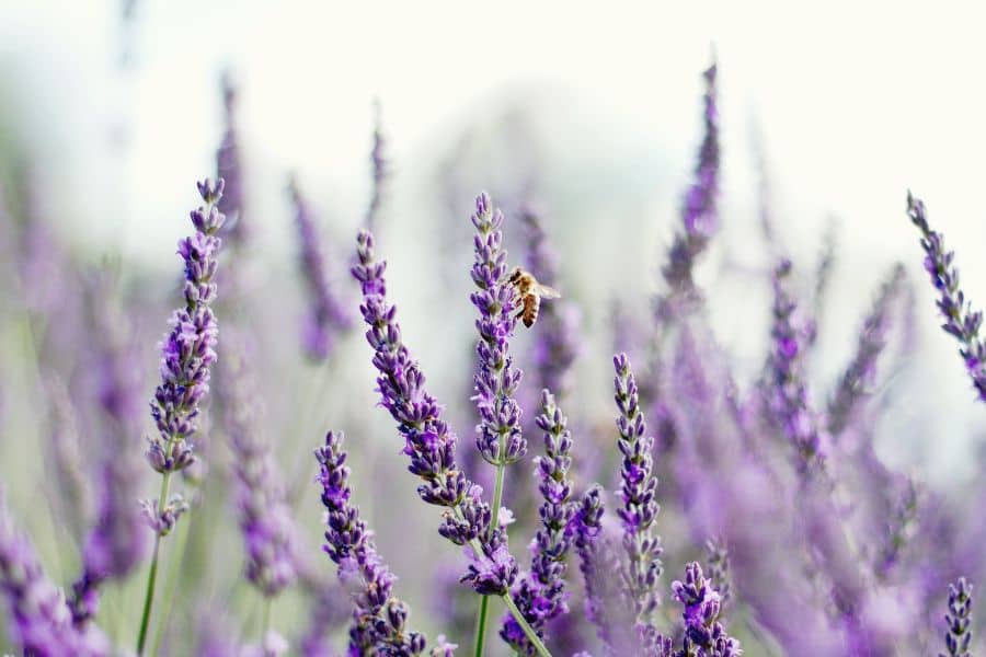 Lavender Plant Like Sun Or Shade