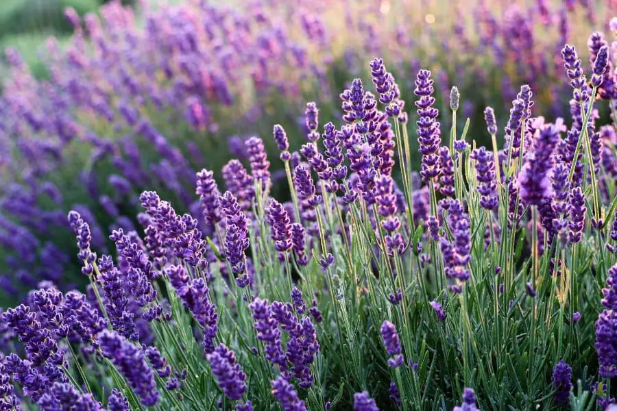 Lavender Plant Like Sun Or Shade