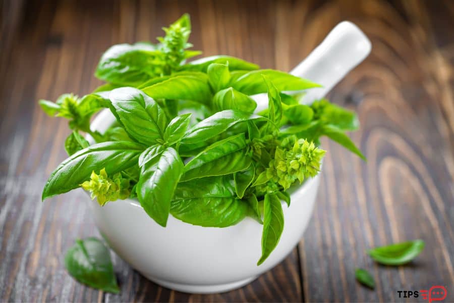 How To Harvest Basil Without Killing The Plants 