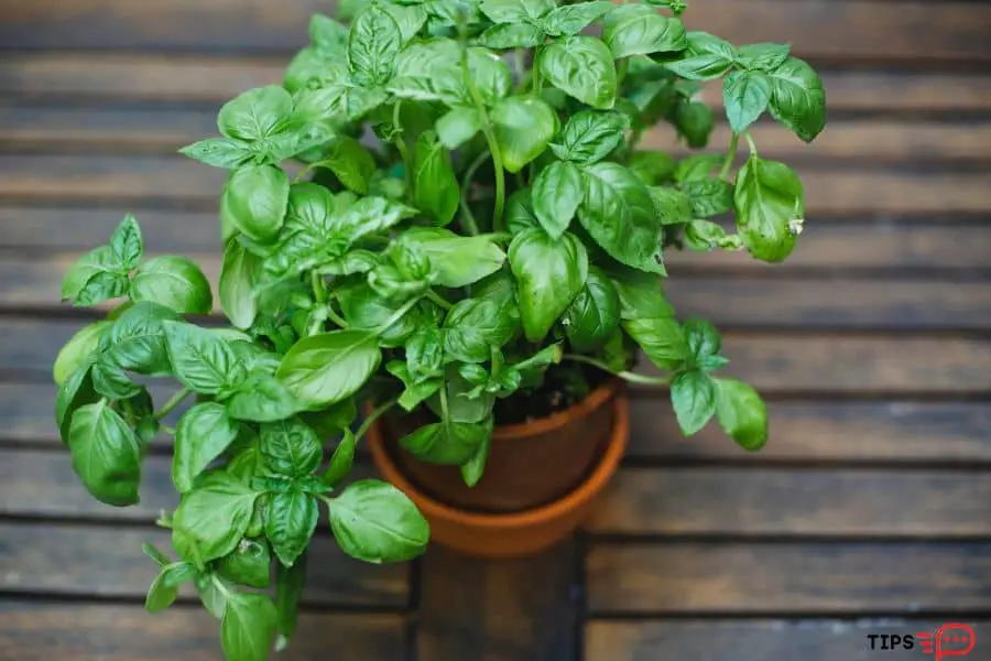 How To Harvest Basil Without Killing The Plants 
