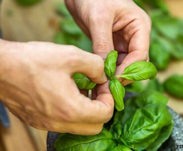How To Harvest Basil Without Killing The Plants
