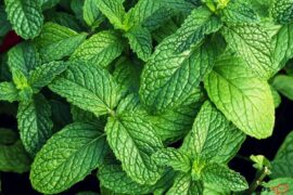 How To Pick Mint Leaves Without Killing Plant
