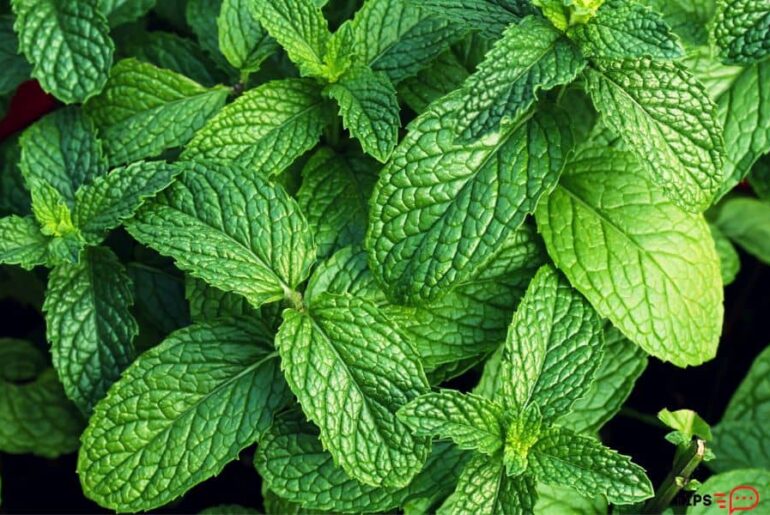 How To Pick Mint Leaves Without Killing Plant