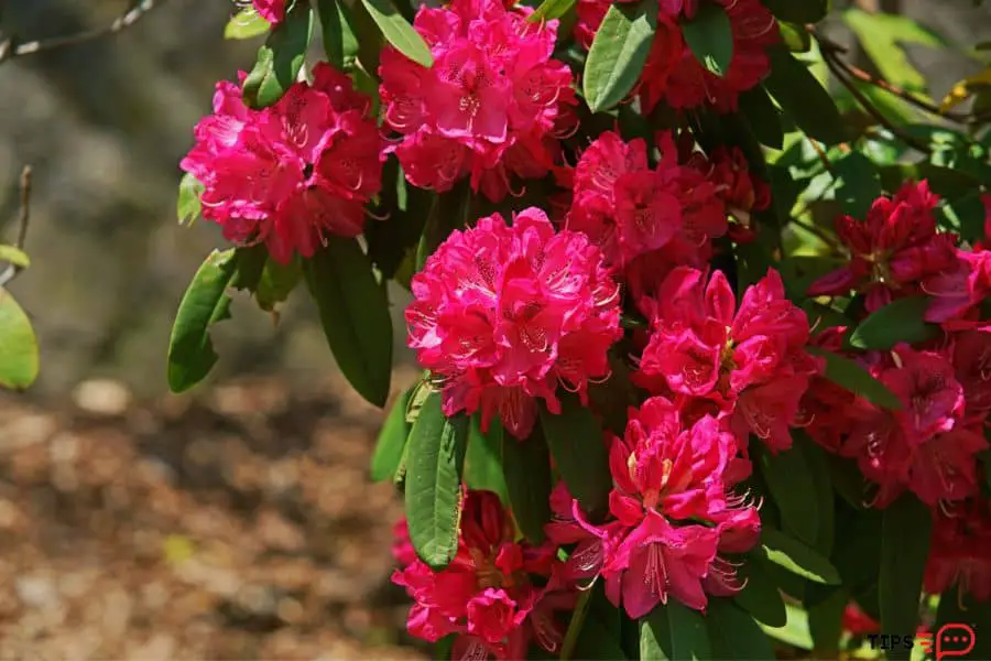 How To Save A Dying Rhododendron