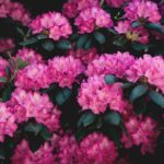 How To Save A Dying Rhododendron