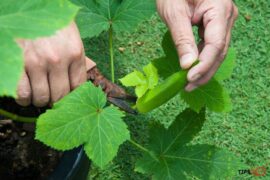 How To plant okra in a pot