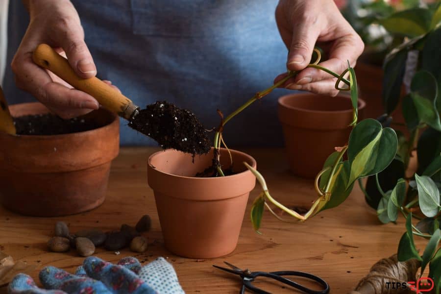 How To Ship Plant Cuttings